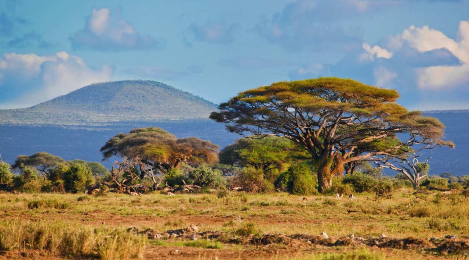 Safari In South Africa